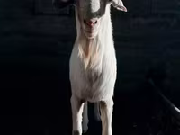 Keçi, Saanen goat — foto 4