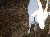 Kambing betina, Saanen goat — foto 5