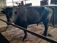Bull, Cattle — photo 2