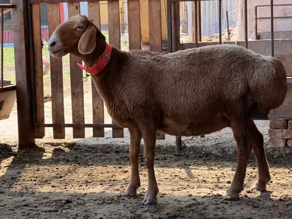 母羊, Sheep