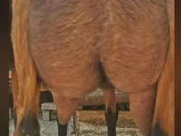 Ziegenbock, Nubian Goat — Foto 3