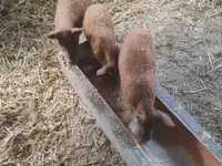 암퇘지, Мангалица — 사진 2