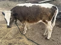 Корова, Latvian Blue cattle — фото 4
