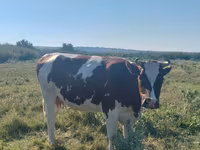 Krowa, Bydło — zdjęcie 3