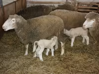 Berbec, Dorset horn sheep — foto 3