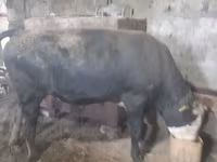 Бух, Russian Black pied cattle — 4 зураг