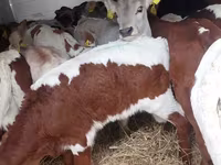 Bull, Simmental cattle — photo 3
