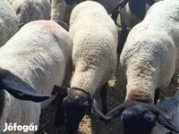 نعجة, White Suffolk sheep — الصورة 1