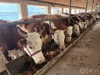 วัวตัวเมีย, Simmental cattle — รูปภาพ 1