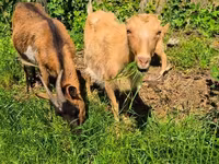 母山羊, Goats — 照片 6