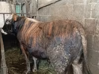 Býk, Simmental cattle — foto 3