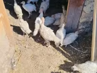 Turkeys — фото 1
