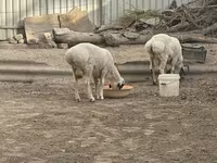 قوچ, Suffolk sheep — عکس 3