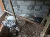 Turkeys — foto 2