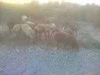 Oaie, Arashan sheep — foto 5