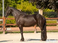 Farasi jike, Friesian — picha 3