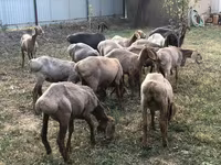 แกะตัวผู้, Arashan sheep — รูปภาพ 4