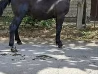 Kuda jantan, Horses — foto 4