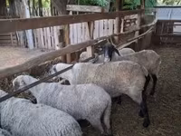 母羊, Sheep — 照片 1
