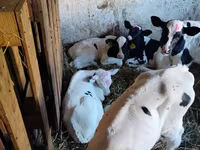 Tyre, Holstein-race — foto 3