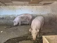 Scrofa, Крупная белая — foto 3