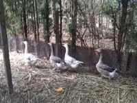 Geese — ፎቶ 1