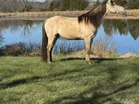 Faras, Rocky Mountain Horse — sawirka 7