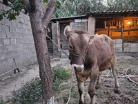 Lembu jantan, Cattle — foto 3