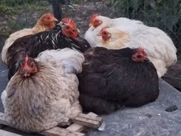 Chickens
