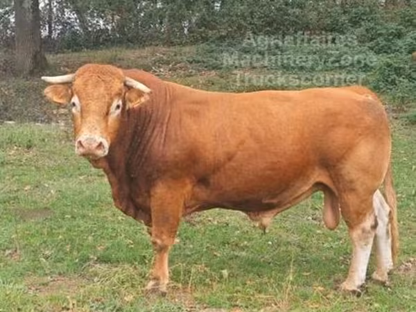 Toro, Vaca Limousin