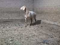 قوچ, گوسفند — عکس 3