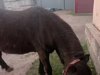 ม้าตัวเมีย, Shetland Pony — รูปภาพ 1