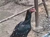Chickens — foto 1