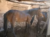 Cavalla, Cavalli — foto 4