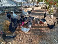 Chickens — الصورة 8