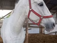 Klisna, Lipizzaner — foto 3