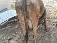 วัวตัวเมีย, Swiss cattle — รูปภาพ 1