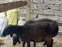 Qoç, Rhon sheep — foto 5