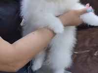 Məhsul: Pomeranian Spitz balası - Rəng: qar kimi ağ - Xəz: sıx — รูปภาพ 3