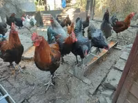 मराँस — फ़ोटो 5