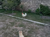 Chickens — foto 3