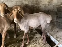 قوچ, Rhon sheep — عکس 3