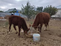بقرة, Latvian Blue cattle — الصورة 2