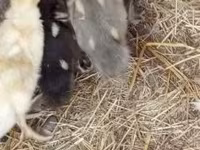 Ducks — լուսանկար 2