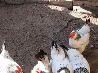 لاکنفلدر — عکس 2