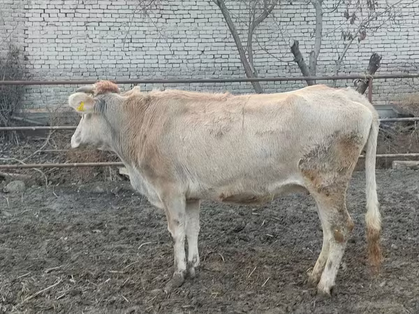 Vacă, Bovine — Uzbekistan