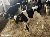 Lembu jantan, Russian Black pied cattle — foto 3