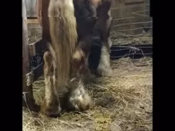公马, Horses