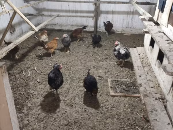 Chickens