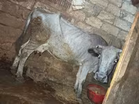 گاو ماده, گاو — عکس 1